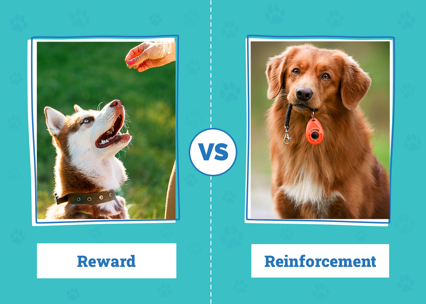 Rewards vs. Reinforcement: Optimizing Your Dog's Training (Vet-Approved)