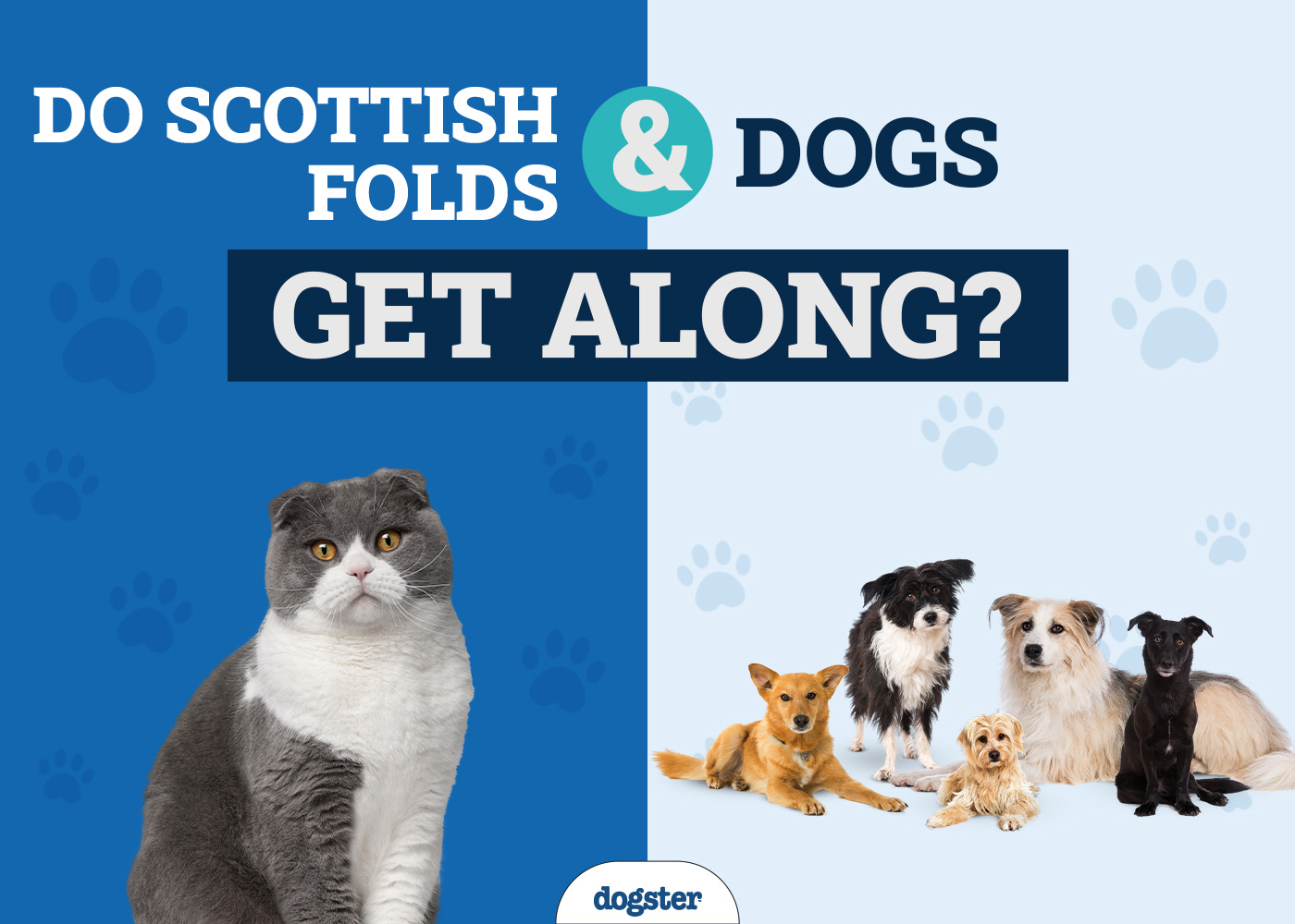 Will My Scottish Fold and Dog Be Friends? A Vet's Guide to Harmony