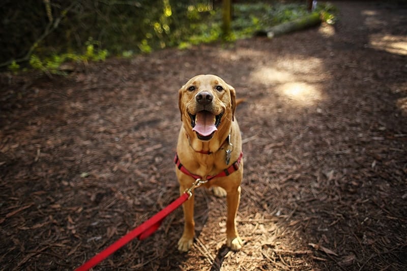 Stop the Tug-of-War: Expert Secrets to Effortless Dog Leash Training