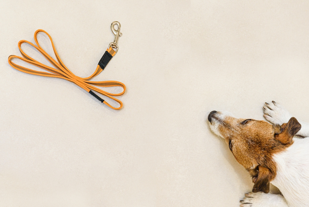 Why Is My Dog Scared of the Leash? Expert Vet Tips & Training