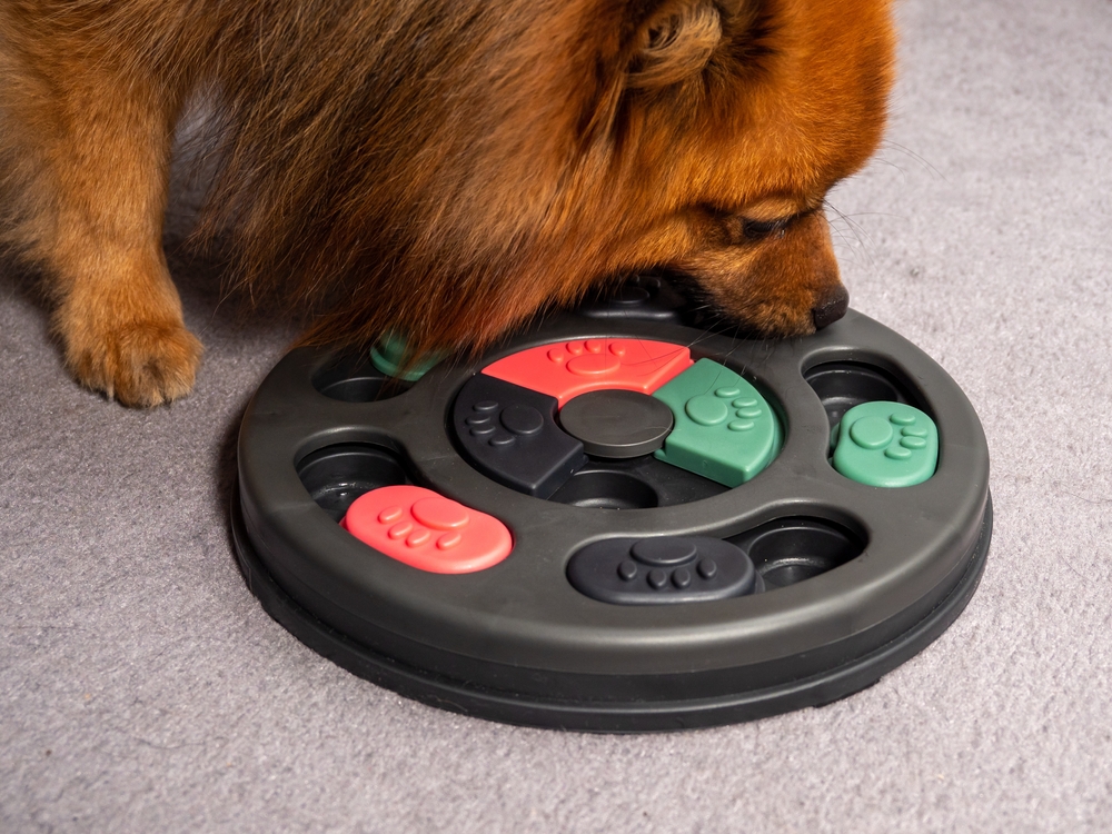 Dog Food Puzzle Toys: A Vet's Guide to Boosting Brainpower & Banishing Boredom