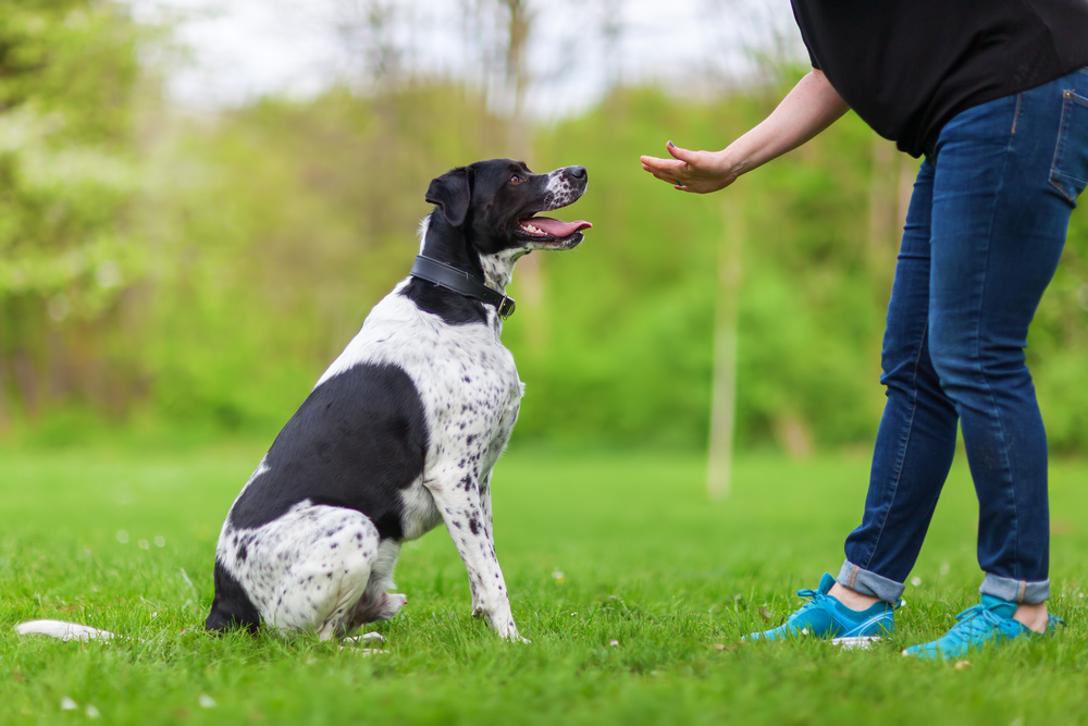 Calming the Chaos: 7 Vet-Backed Tips for Reactive Dog Training