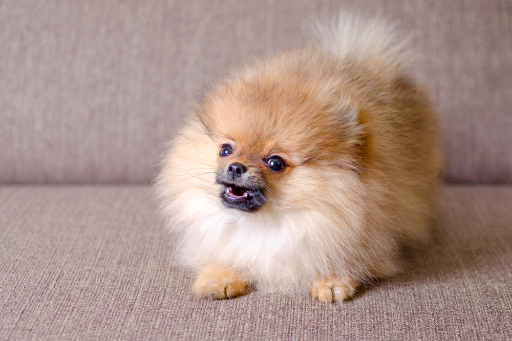 Pomeranian Dental Care Masterclass: Keeping Those Tiny Teeth Healthy