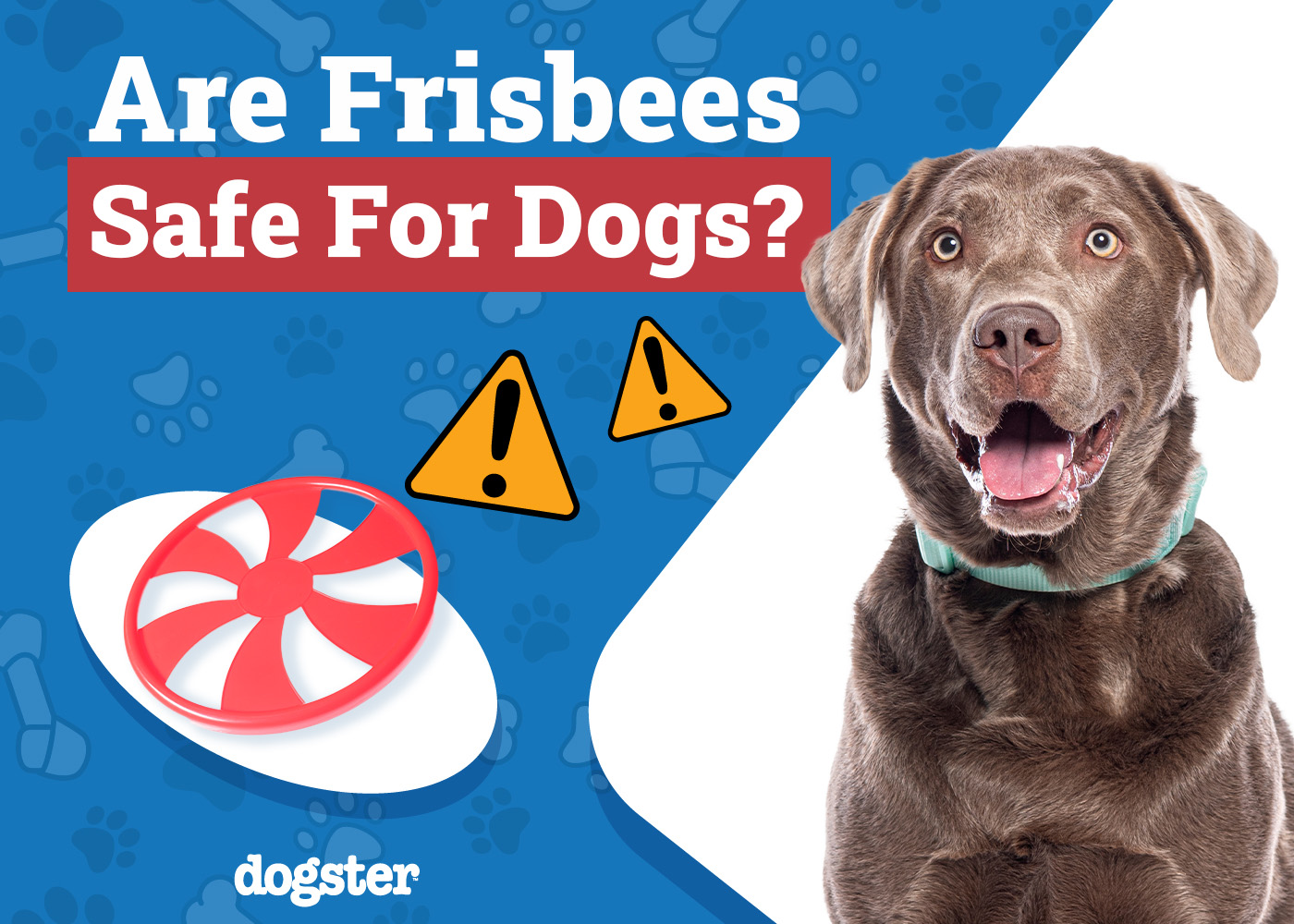Are Flying Discs Safe for Dogs? A Vet's Guide to Injury Prevention