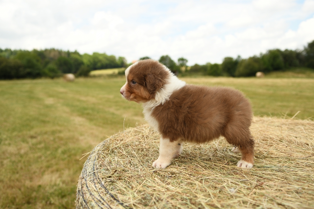 Why Does My Puppy Have Worms? A Vet's Guide to Prevention and Treatment