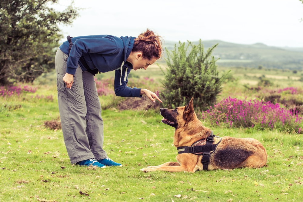 Teach Your Dog "No": A Vet's Guide to Firm, Fair Training