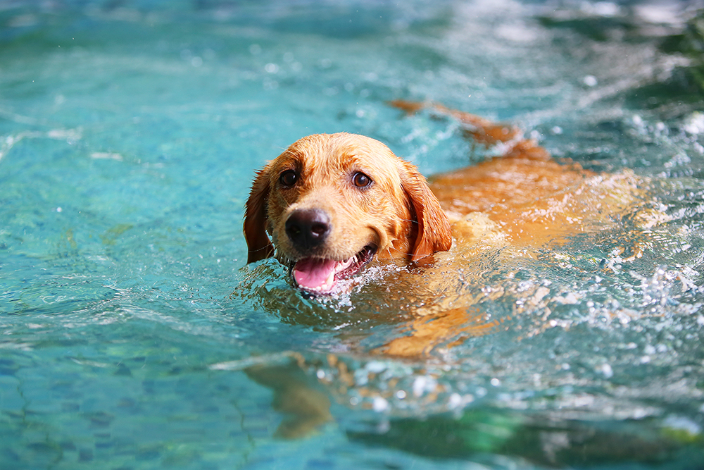 Dog Swimmer's Ear: Vet-Approved Tips to Stop Infections Before They Start