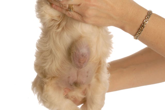 Inguinal Hernia in Dogs: Spotting, Treating, and Preventing Groin Bulges