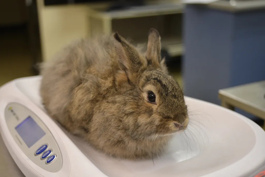 Rabbit Spay & Neuter: Benefits, Risks & Recovery Masterclass