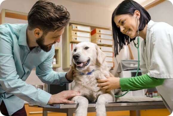 Dog Heartworm Testing: Frequency, Cost, and What the Results Actually Mean