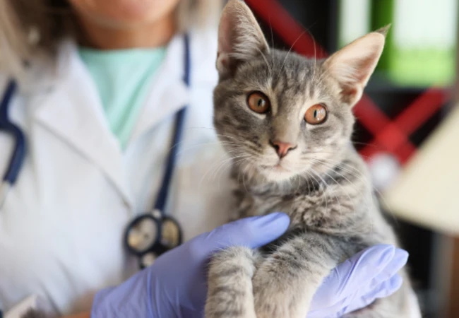 Cat Chemotherapy: A Vet's Guide to Feline Cancer Treatment Options