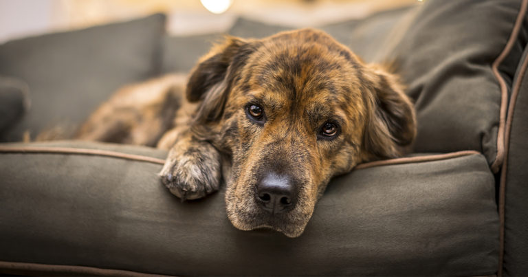 Natural Remedies for Dog Heartburn: Soothe Your Pup's Tummy