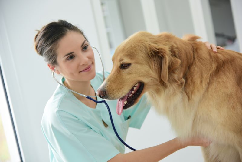 Natural Remedies for Erectile Dysfunction in Pets: A Vet's Guide