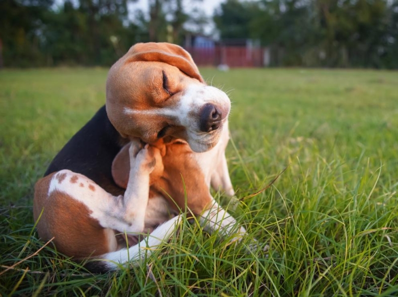 Scratch-Free Living: Natural Remedies for Your Pet's Allergies