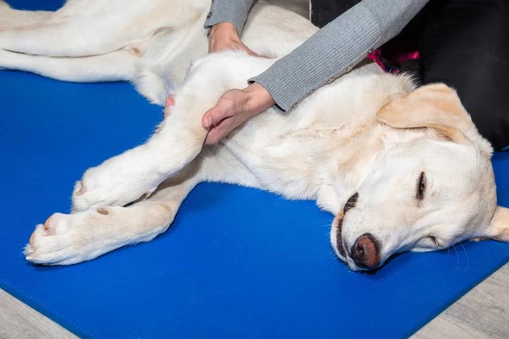 Easing Joint Pain: Natural Remedies for Arthritis in Pets
