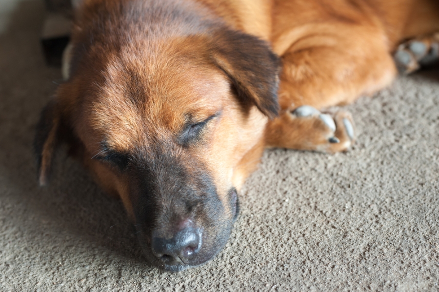 Natural Remedies for Nausea in Pets: Gentle Relief
