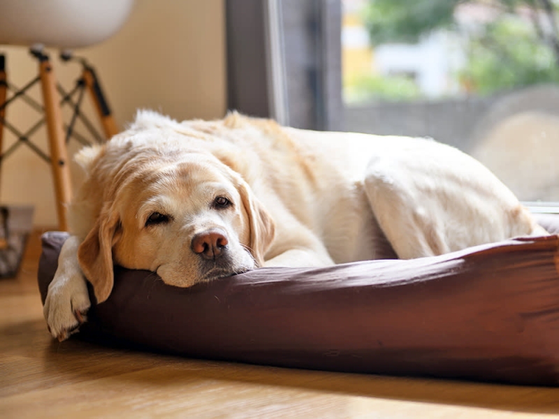 Natural Remedies for Menopause in Dogs: Gentle Relief