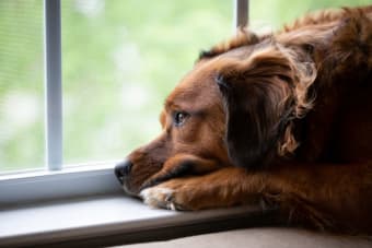 Natural Remedies for Depression: Calming Your Pet, Naturally
