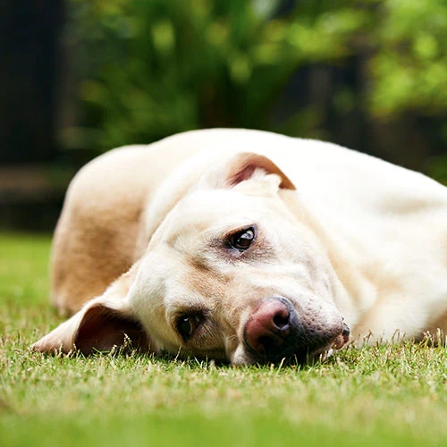 Natural Remedies for UTIs in Pets: A Vet's Honest Take