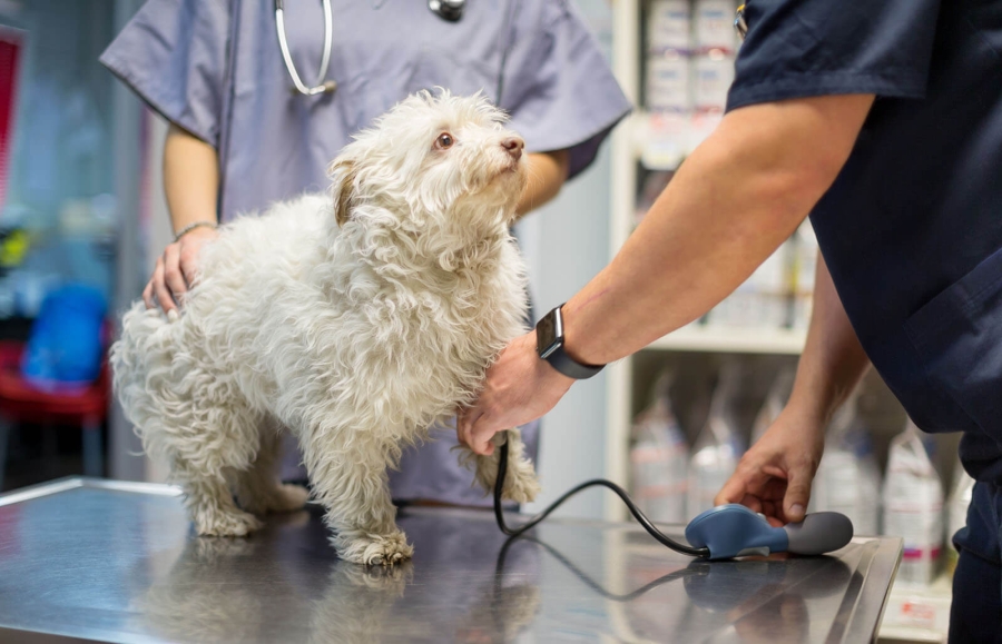 Natural Remedies for High Blood Pressure in Pets: Safe & Effective Options