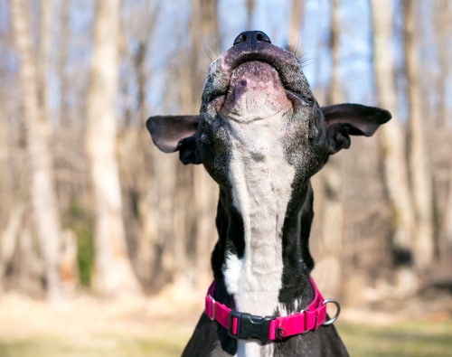 Natural Remedies for Dog Acne: Soothe Your Pup's Skin