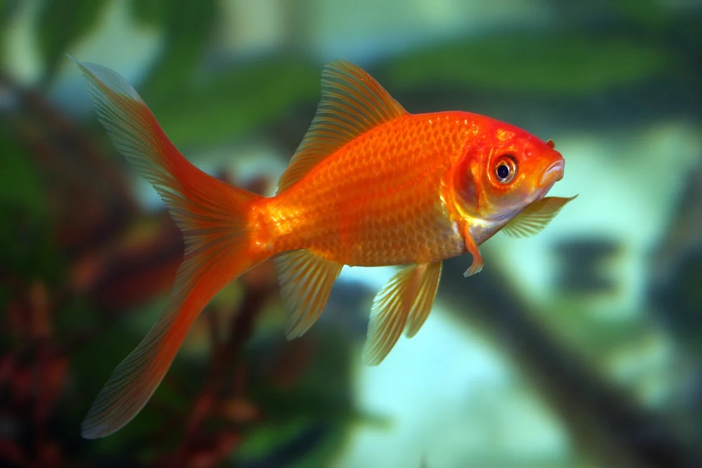 Freshwater Aquarium Guide: Keeping Your Fish Happy & Healthy