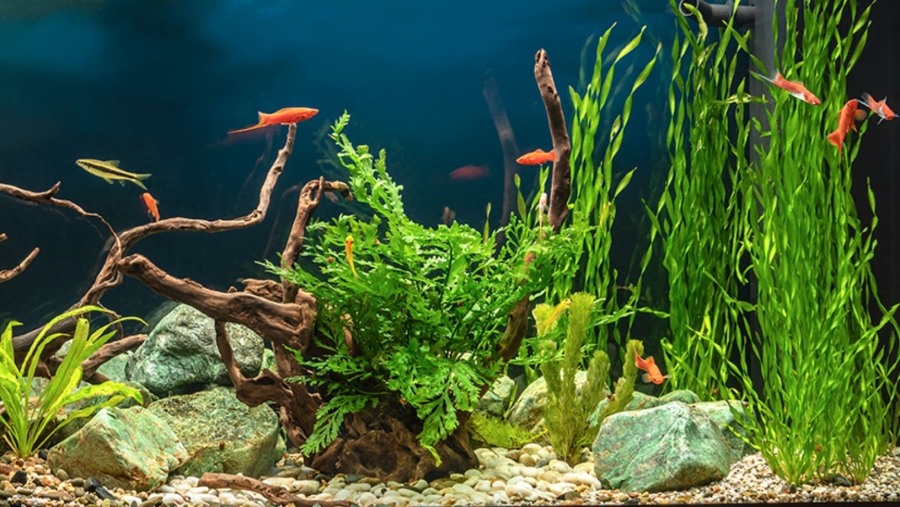 Freshwater Aquariums: A Vet's Practical Guide to a Thriving Tank