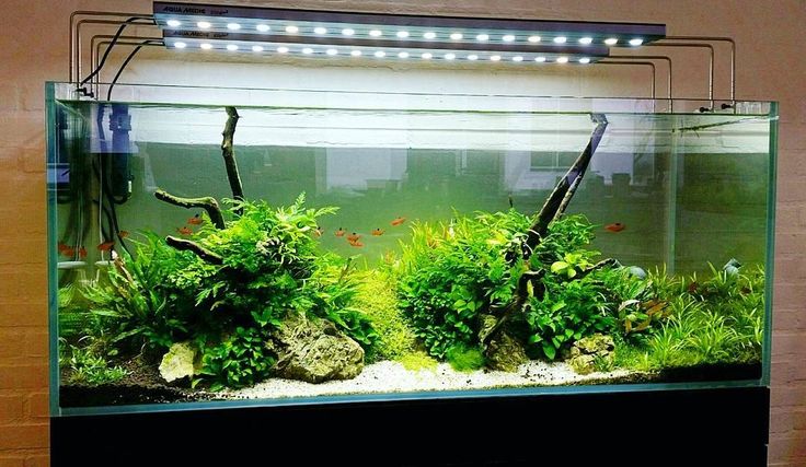 Freshwater Mussels: Are They Safe for My Curious Pet?