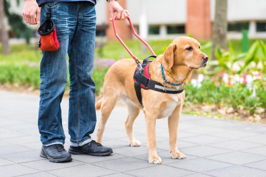 So You Want to Train Guide Dogs? A Vet's Honest Take on the Path