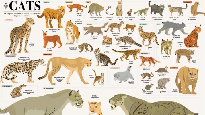How Many Species of Cats Are There? Unveiling the Feline Family Tree