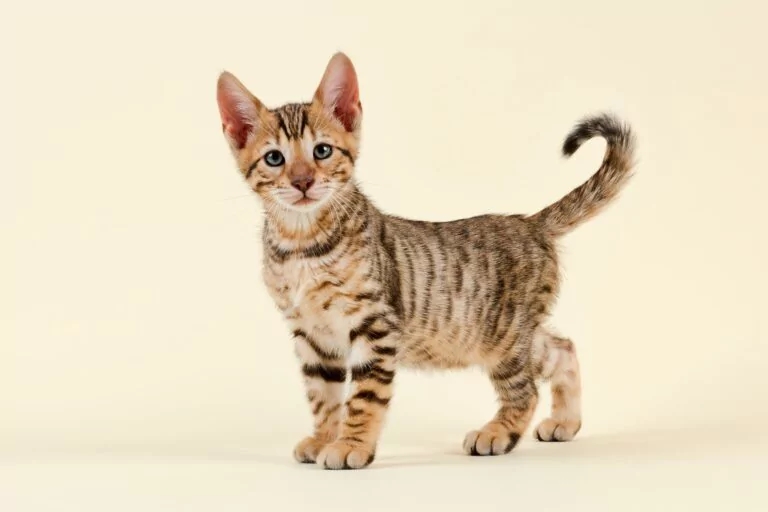 Decoding the Cat Family Tree: How Many Species Are Actually Out There?