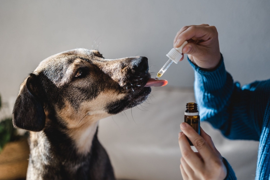 Natural Remedies for Anxiety in Pets: A Vet's Guide