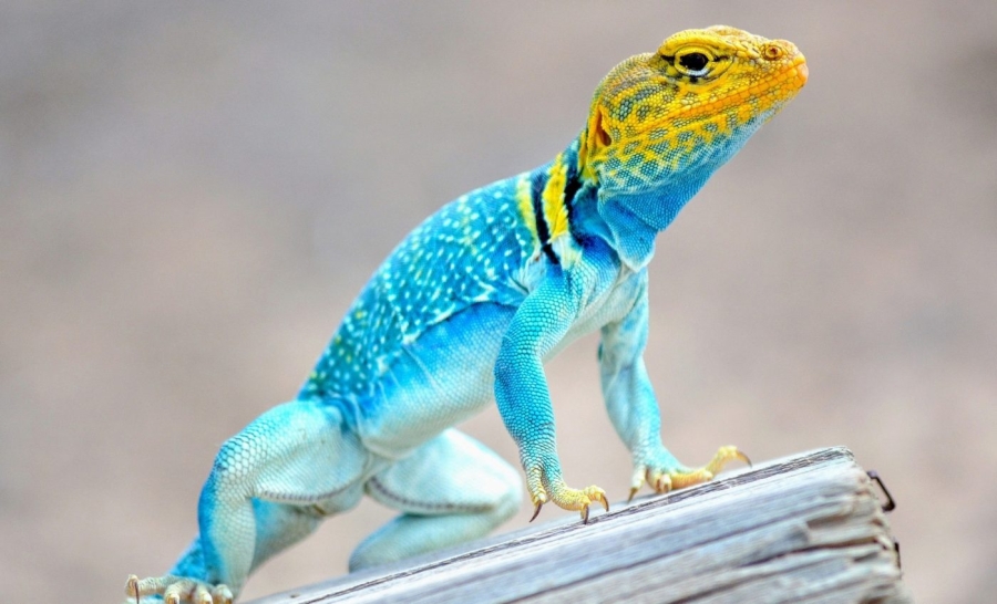 What Exactly IS a Reptile? A Vet's Explainer