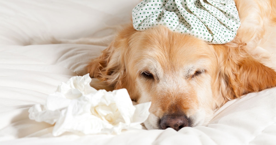 Natural Remedies for Flu in Pets: A Vet's Guide