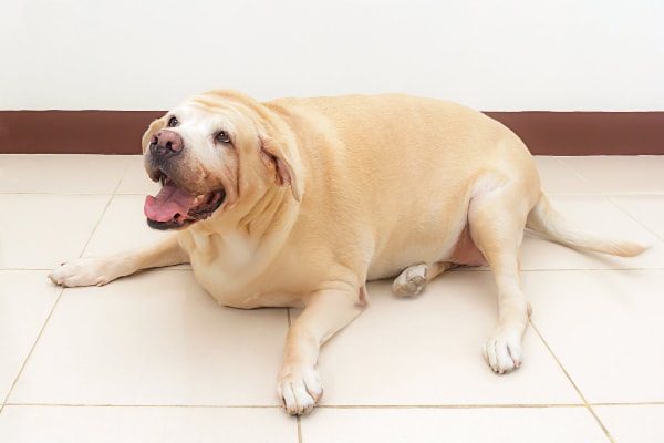 Natural Remedies for Bloating in Pets: Gentle Relief That Works