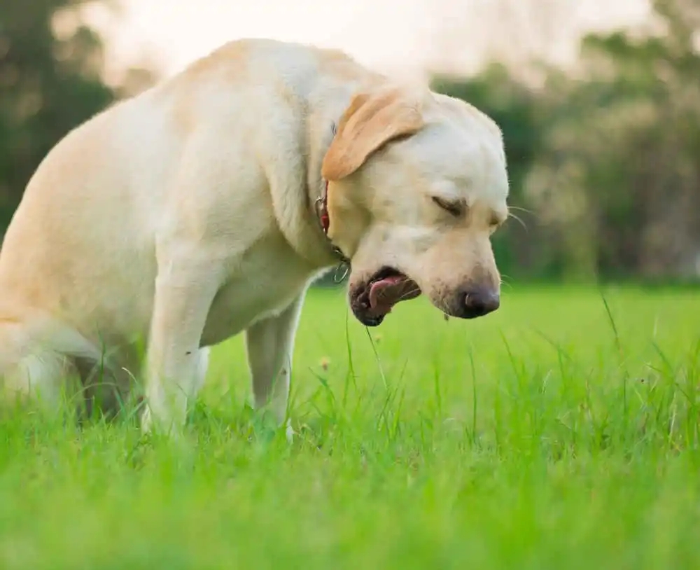 Natural Remedies for Diarrhea in Pets: Safe & Effective Solutions