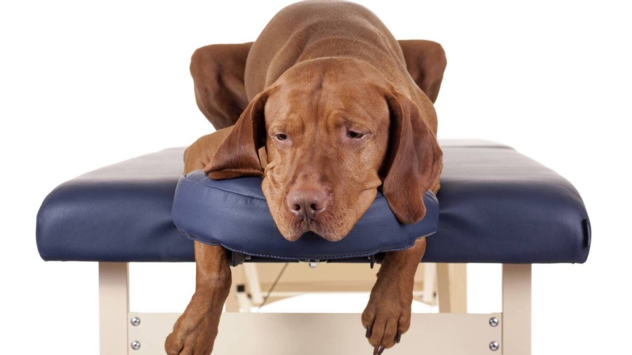 Soothing Relief: Natural Remedies for Your Pet's Back Pain