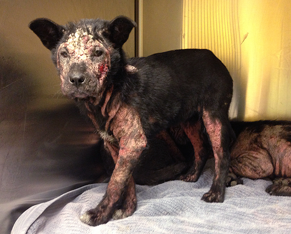 Soothing Relief: Natural Remedies for Shingles in Pets