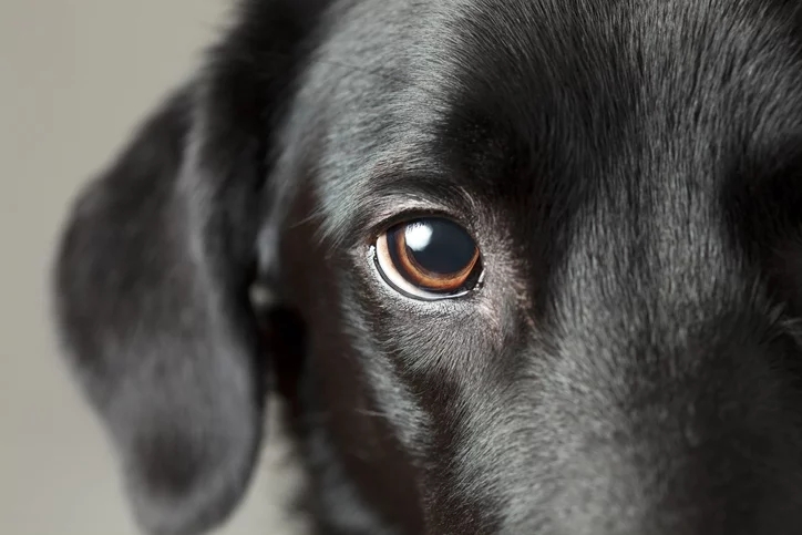 Natural Relief for Your Pet's Dry Eyes: A Vet's Guide