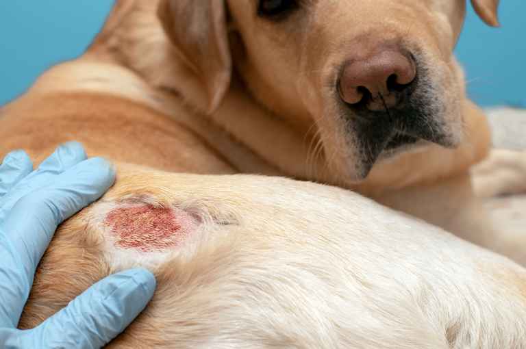 Soothing Solutions: Natural Remedies for Your Dog's Eczema
