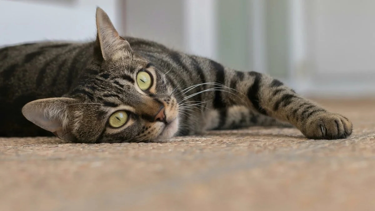 Decoding the Feline Enigma: How Many Types of Cats Are *Really* Out There?
