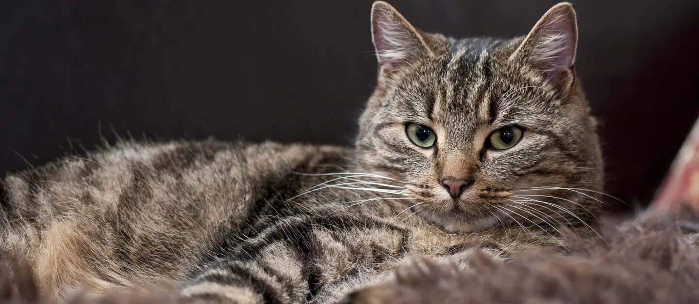 Are Cats Mammals? Decoding Your Feline Friend's Biology