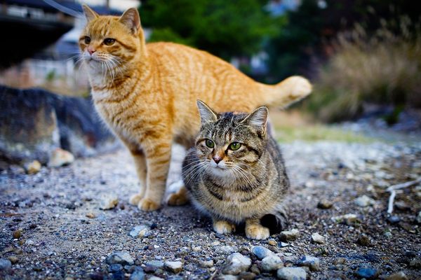 Purr-plexing Numbers: Just How Many Cats Are in the World?