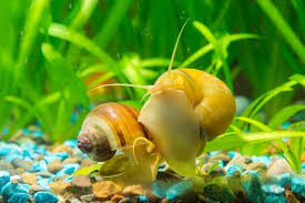 Freshwater Snails: The Ultimate Guide for a Thriving Aquarium