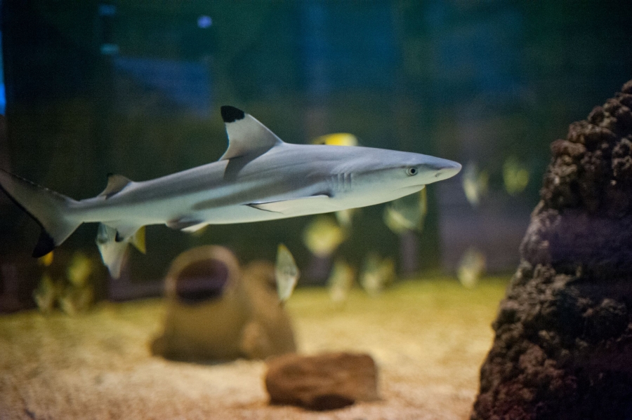 Freshwater Sharks: Can You REALLY Keep One as a Pet?