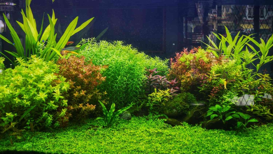 Dive Into Green: A Vet's Guide to Freshwater Aquarium Plants