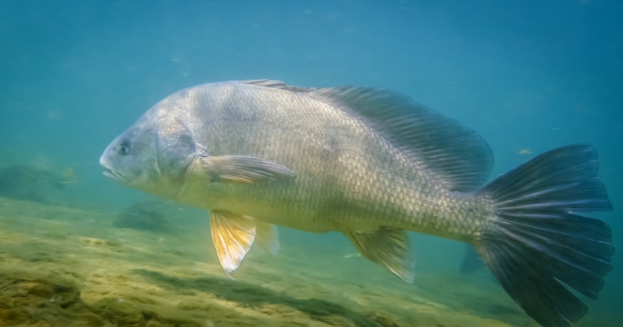 Freshwater Drum: The Complete Pet Owner's Guide