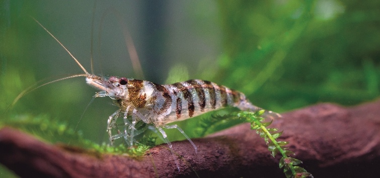 Freshwater Shrimp: The Complete Guide to Care and Keeping
