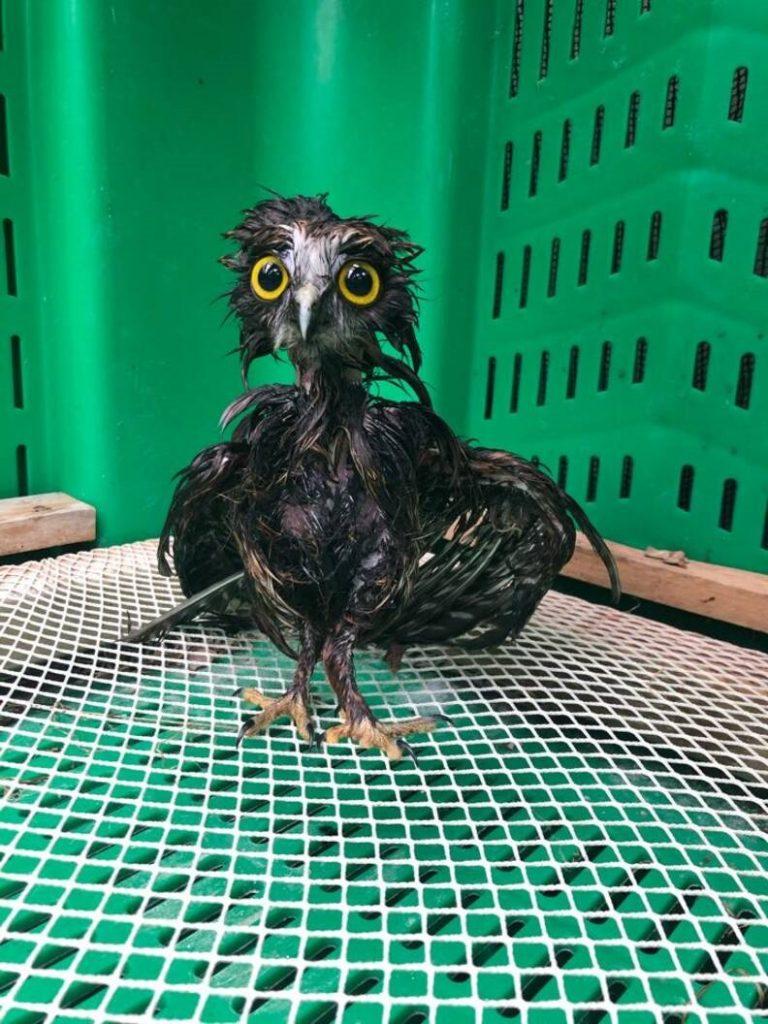 Rescue Owl Took A Bath And Its Photos Are Weirdly Adorable