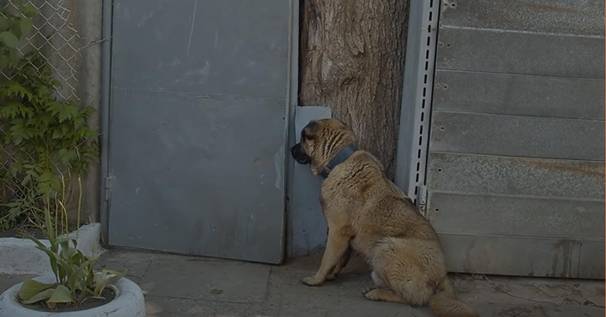 Dog Found Staying By Gate For Days, After Owner Kicked Him Out Of The House